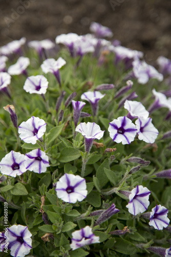 Petunia - Violet Star Charm