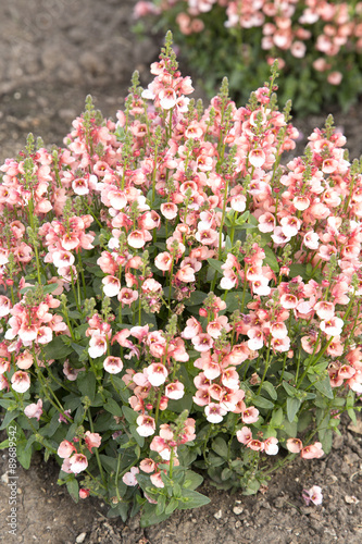 Diascia - New Salmon 90