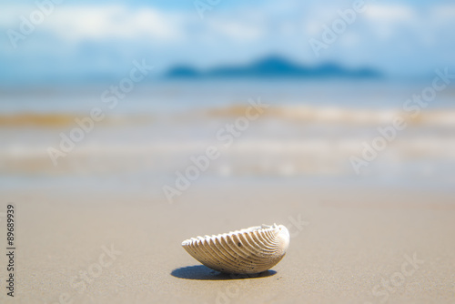 Shell on the sea