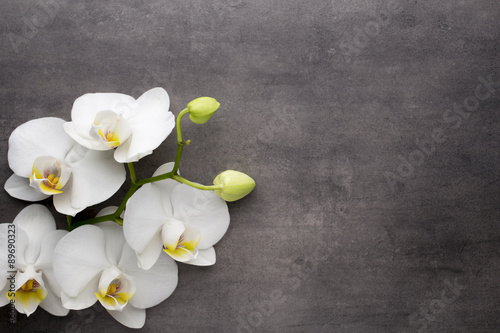 Fototapeta Naklejka Na Ścianę i Meble -  White orchid on the grey background.