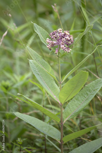 Pink Milkweed Flower photo