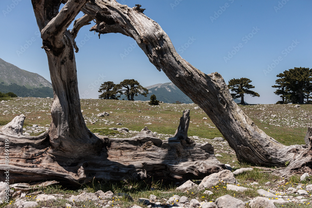 Parco Nazionale del Pollino