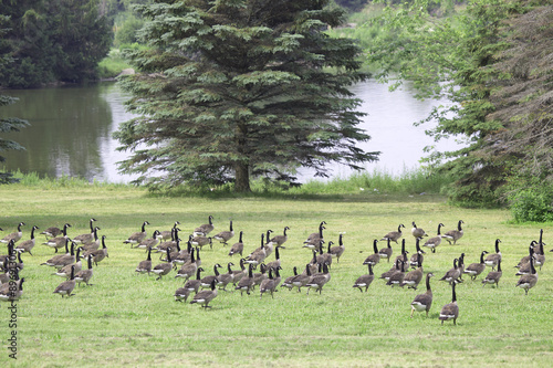 Flock of Canada Geese