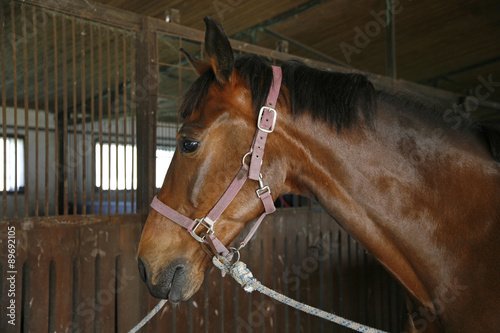 Side view head shot of a young stallion