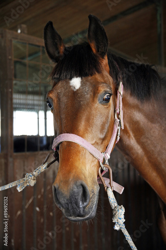 Portrait of a young saddle horse in the barn