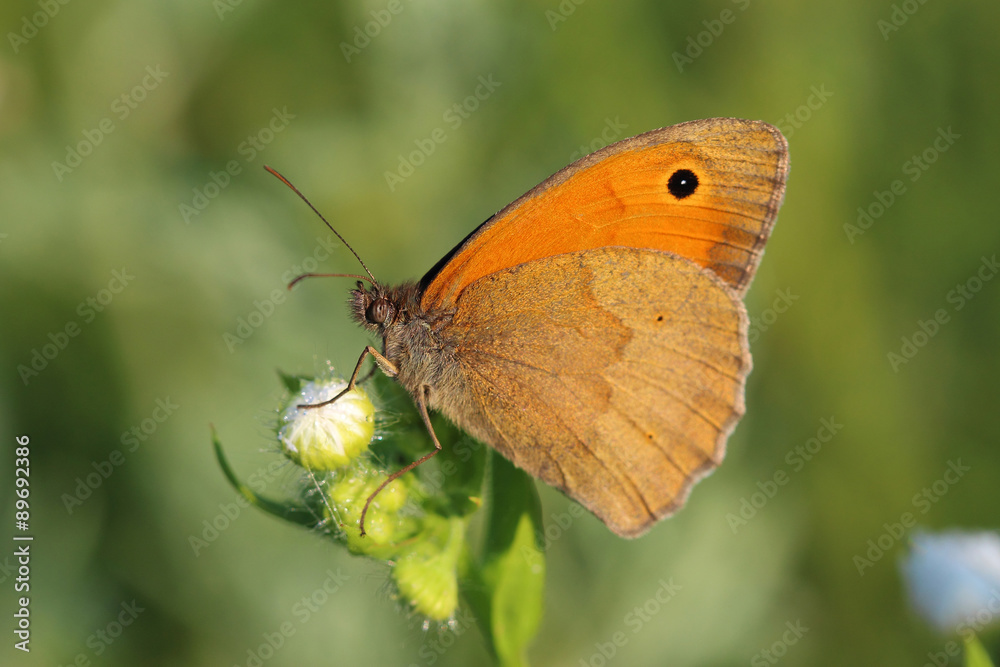 Butterfly - Meadow brown (Maniola jurtina) Butterfly - Meadow brown (Maniola jurtina)