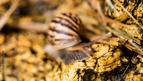 Snail in garden