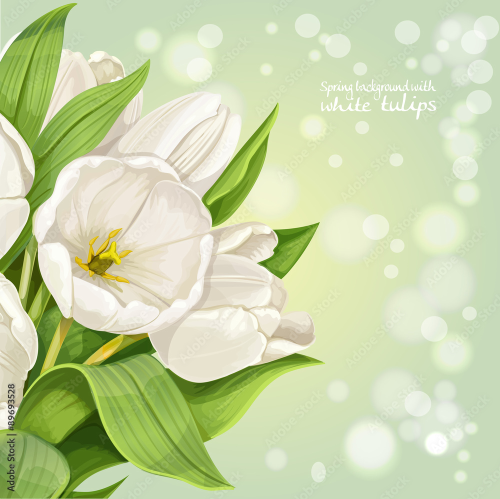 Vertical spring background with white tulips