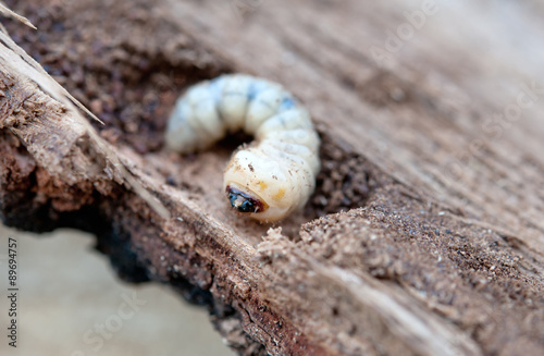 little woodworm