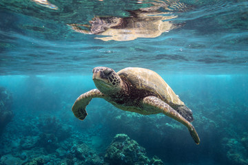 Sierkussen Schildpad Groene zeeschildpad aan wateroppervlak  © lancesagar