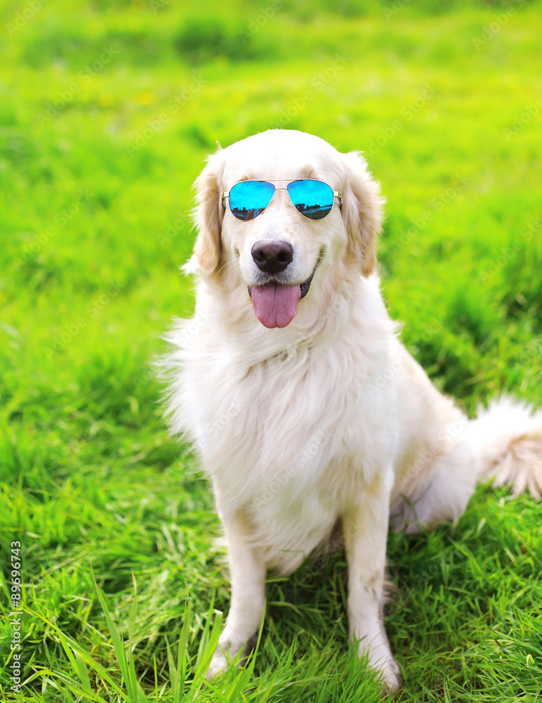Golden Retriever dog in sunglasses sitting on the grass summer