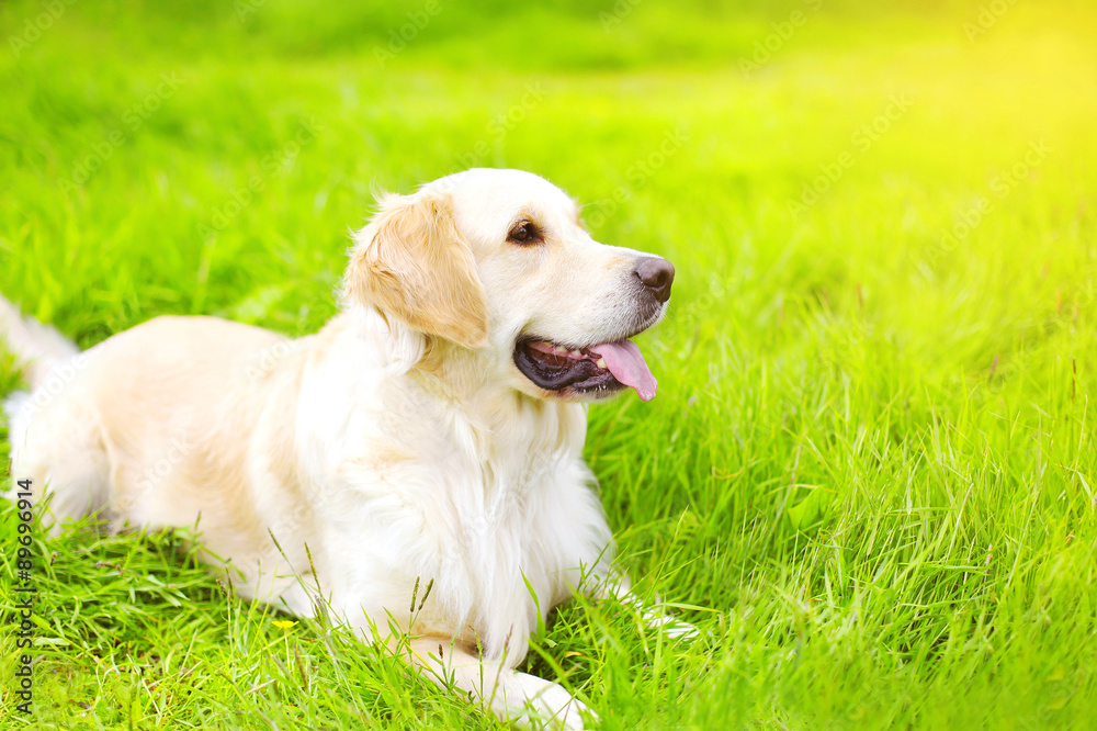 Portrait of beautiful Golden Retriever dog lying on the green gr Portrait of beautiful Golden Retriever dog lying on the green gr