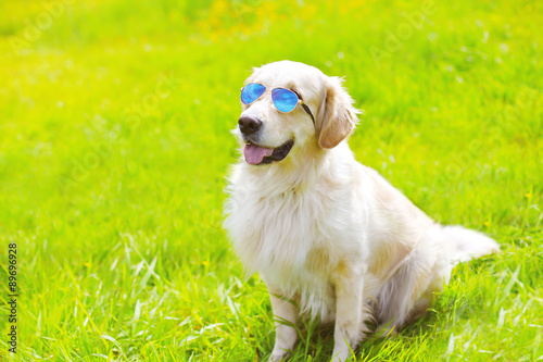 Portrait of Golden Retriever dog in sunglasses sitting on the gr