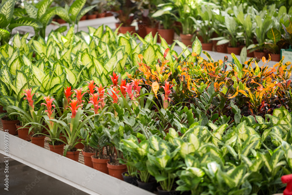 Flowers in modern greenhouse - houseplants