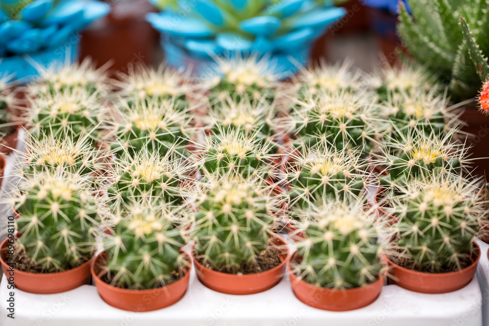 Group of cactus with white spines Group of cactus with white spines