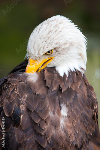 Haliaeetus leucocephalus - bald eagle closeup.