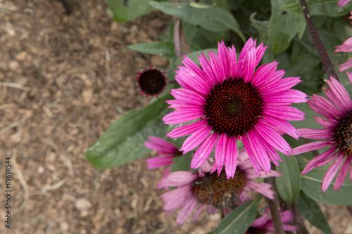 Echinacea - Fatal Attraction