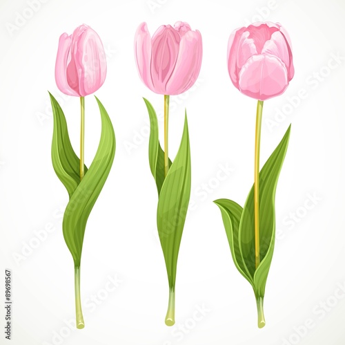 Fototapeta Naklejka Na Ścianę i Meble -  Three vector pink flowers tulips isolated on a white background