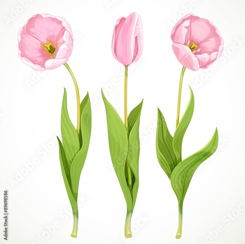 Fototapeta Naklejka Na Ścianę i Meble -  Three vector pink tulips isolated on a white background