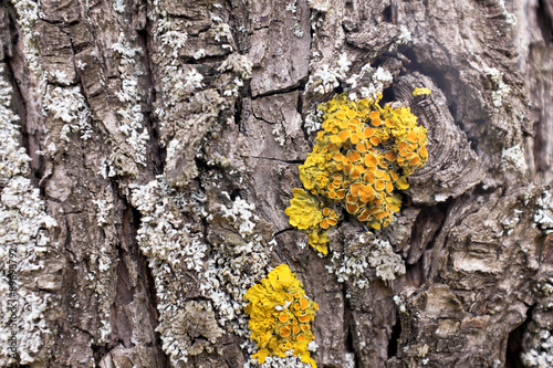lichen and mushrooms on tree bark © vi_chanceux