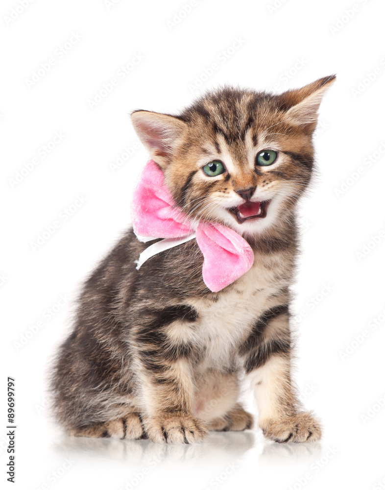 Fototapeta premium Cute kitten