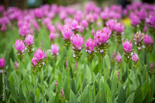 Siam tulip flowers in the garden. © pojvistaimage