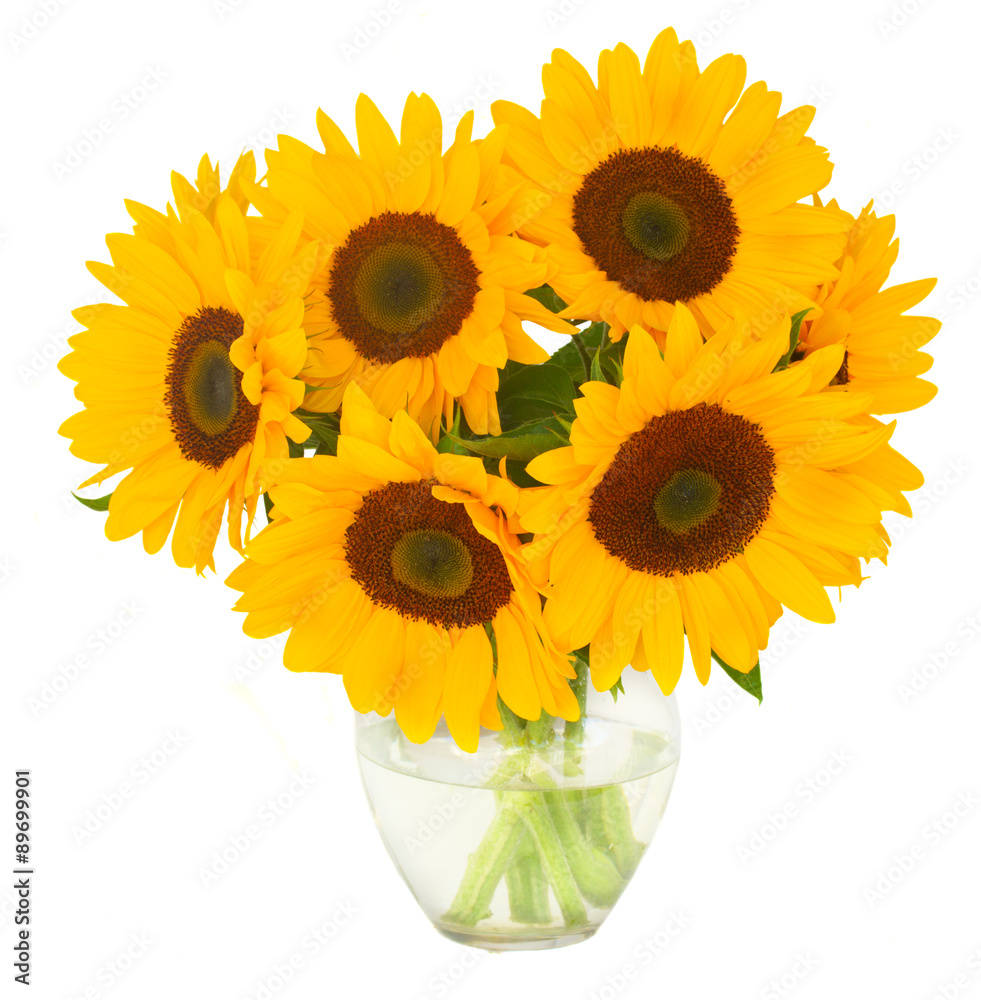 Obraz premium one bight sunflower