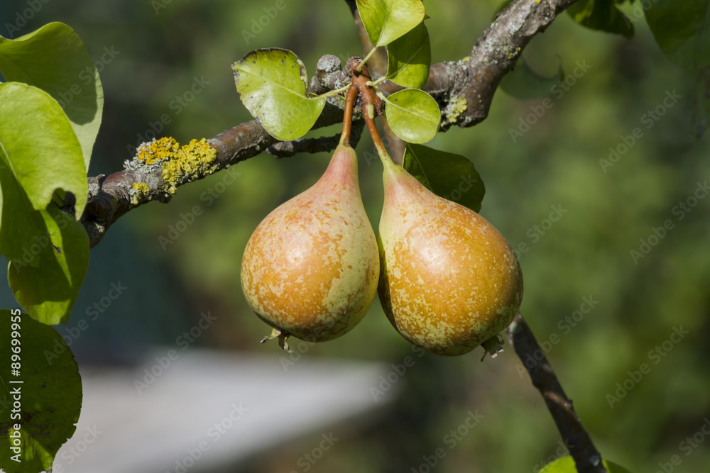 ripe pears on tree