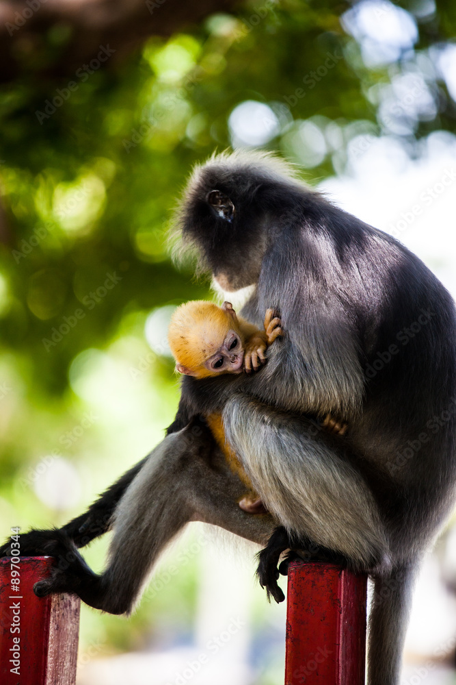 Fototapeta premium Dusky leaf monkey or Spectacled langur