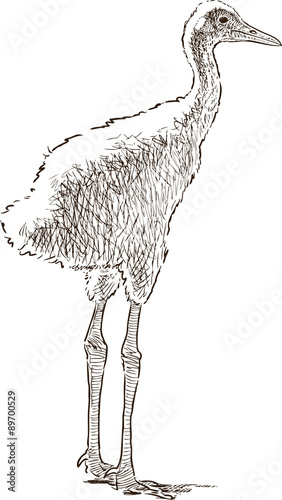crane baby bird
