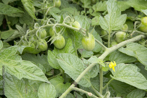 Tomato - Solanium - Fantastico photo