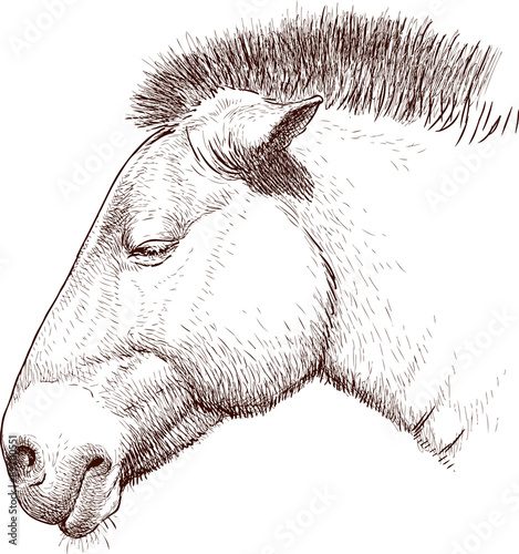 head of a wild horse