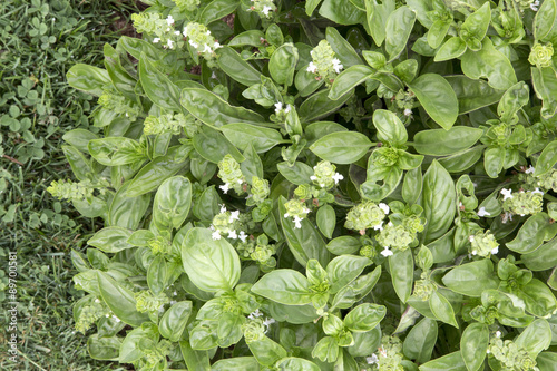 Basil - Dolce Fresca