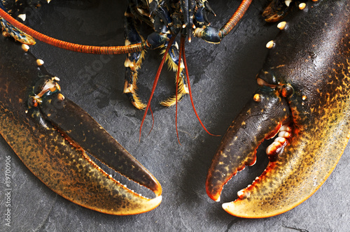  fresh european lobster homarus gammarus of atlantic coast on slate stone photo