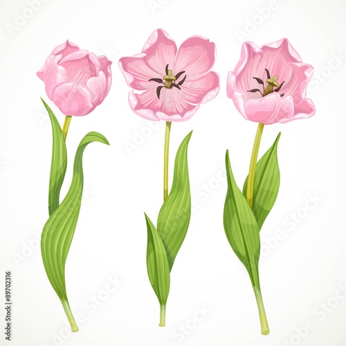 Fototapeta Naklejka Na Ścianę i Meble -  Pink tulips isolated on a white background