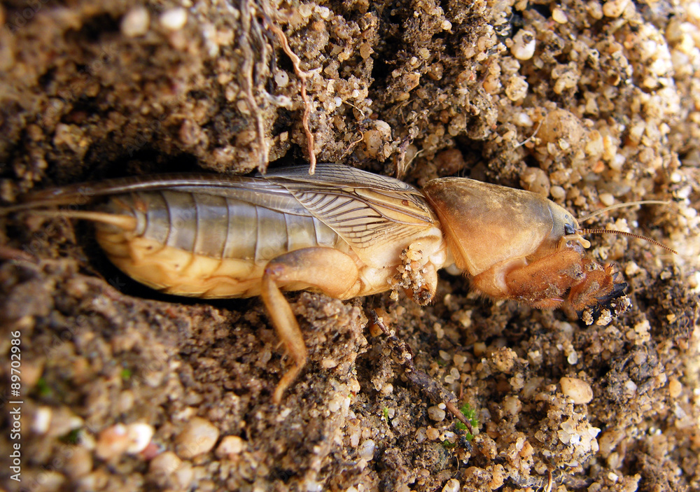 ralo(Gryllotalpa gryllotalpa) ralo(Gryllotalpa gryllotalpa)