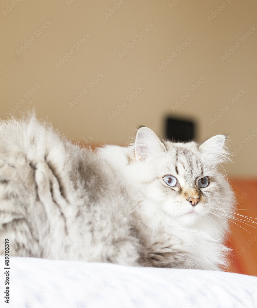 Obraz premium white neva masquerade version of siberian cat