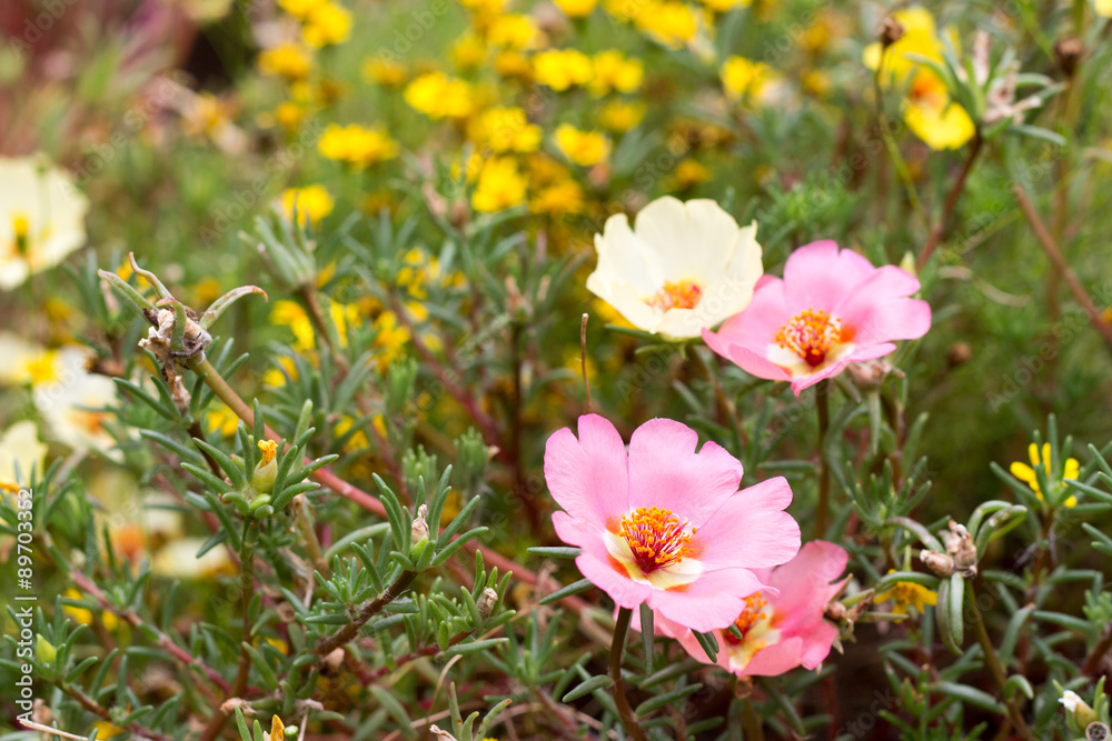 Fototapeta premium Pink portulaca grandiflora