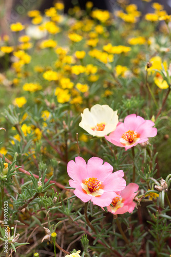 Pink portulaca grandiflora