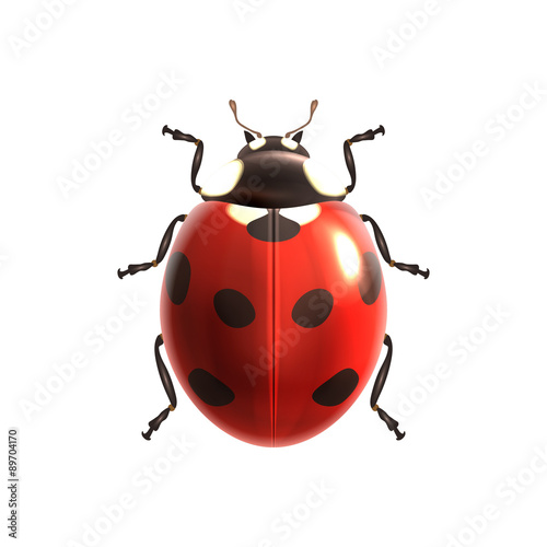 Ladybug realistic isolated