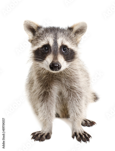Portrait of a raccoon sitting isolated on white background © sonsedskaya