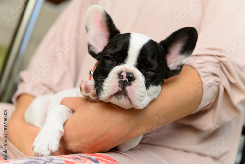 French Bulldog puppy