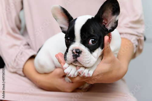 French Bulldog puppy