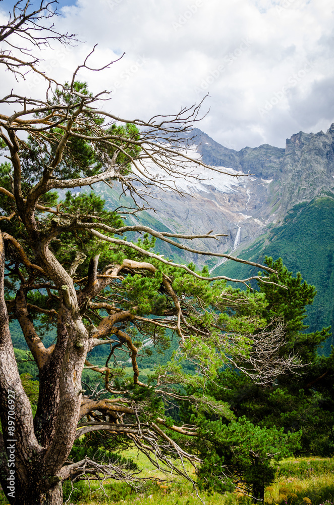 Fototapeta premium Caucasus pine on the mountains backround