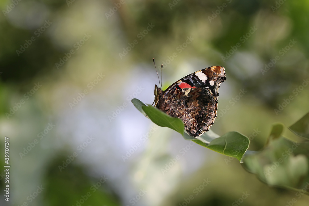 Red Admiral Butterfly - Vanessa atalanta Red Admiral Butterfly - Vanessa atalanta