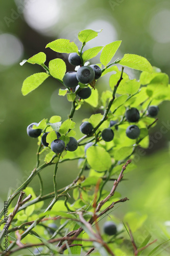 Vaccinium myrtillus - bilberry, blueberry