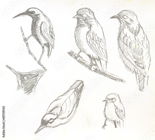 Wallpaper Mural bird drawing Torontodigital.ca