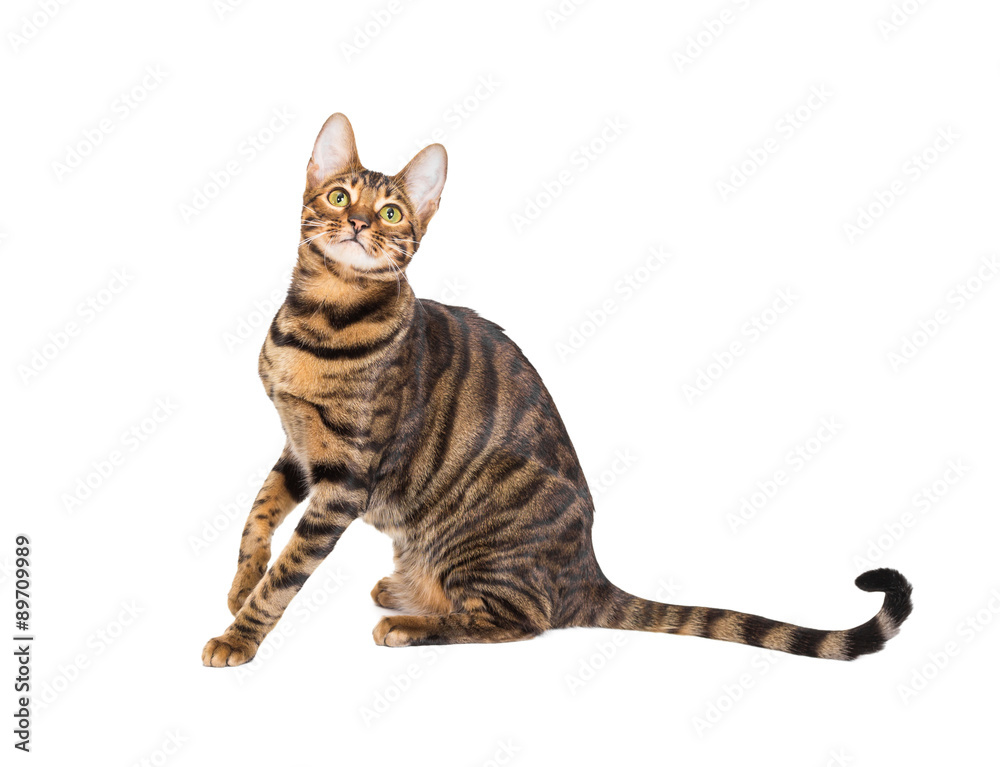 Cat breed toyger on white background