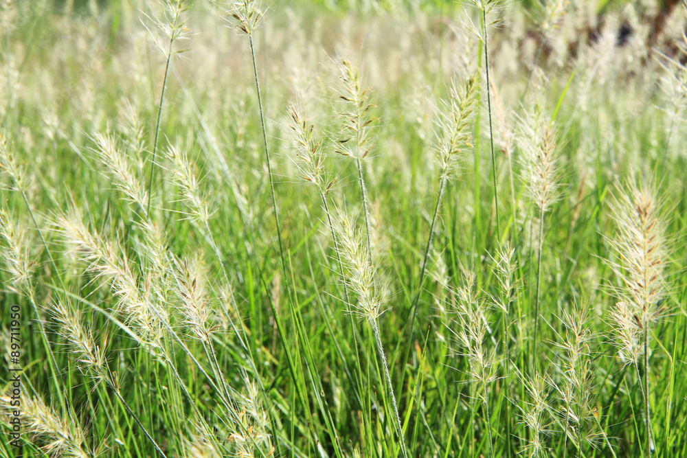 Natural flower field