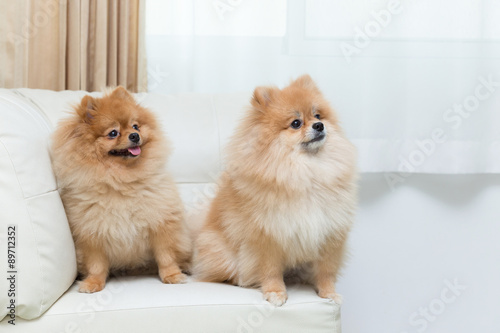 puppy pomeranian dog cute pets sitting on white sofa furniture